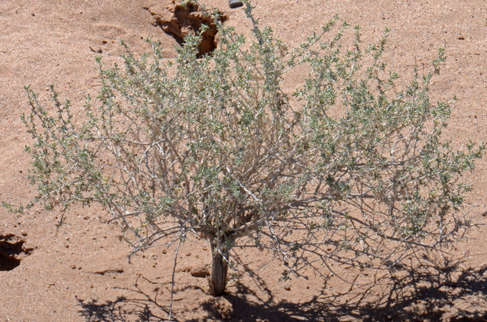 White Bursage is one of the dominant or co-dominant species in the Sonoran and Mojave Deserts, much more so in the Mojave Desert plant communities. White Bursage thrives in poor alkaline soil conditions and is often found in open bare areas with Creosote Bushes (Larrea tridentata). Ambrosia dumosa